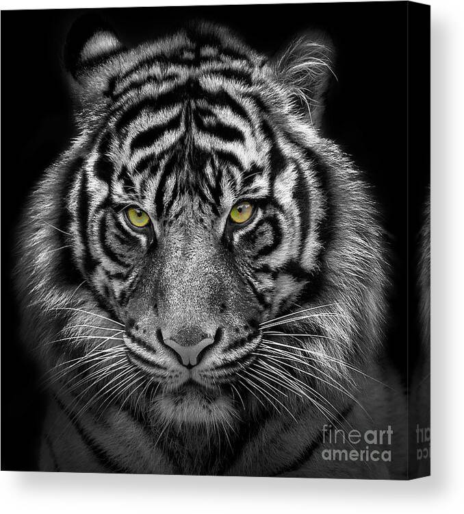 Tiger Canvas Print featuring the photograph Kirana-Sumatran Tiger by Sonya Lang