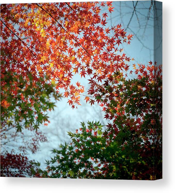 Treetop Canvas Print featuring the photograph Kuhonbutsu In Autumn by Haribote.nobody