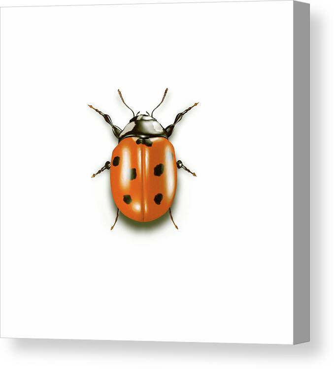 Orange Color Canvas Print featuring the photograph Ladybug On White Background by Artpartner-images