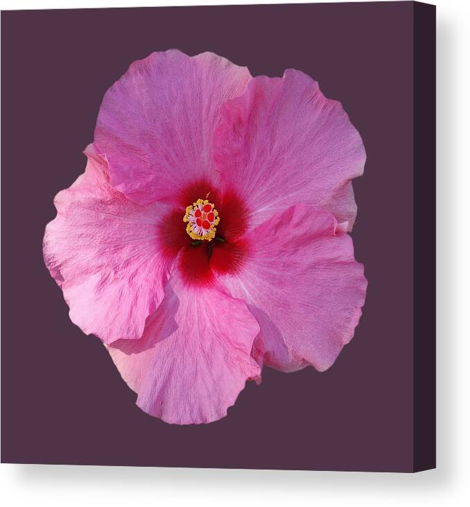 Ink Hibiscus Flower Canvas Print featuring the photograph Latest Flame by Charles Stuart