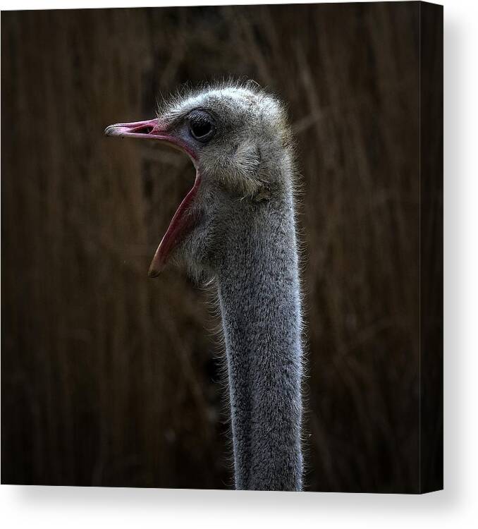 Animals Canvas Print featuring the photograph Lead Singer by Michel Romaggi