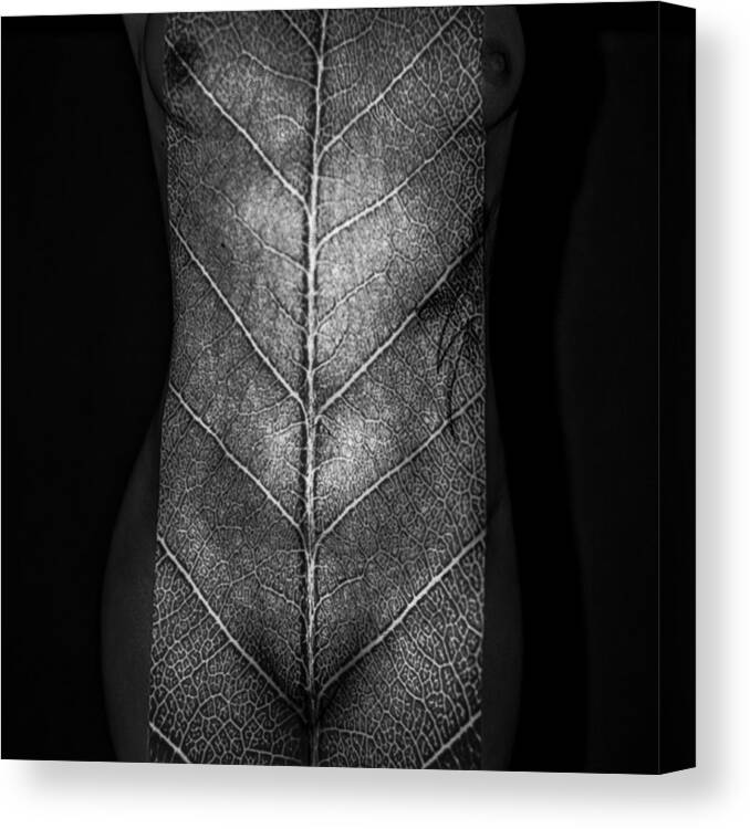 Nude Canvas Print featuring the photograph Leaf Of Life by Markus Grimm
