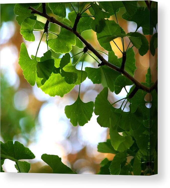 Ginkgo Tree Canvas Print featuring the photograph Leaves On A Ginko Tree by Christopher Biggs
