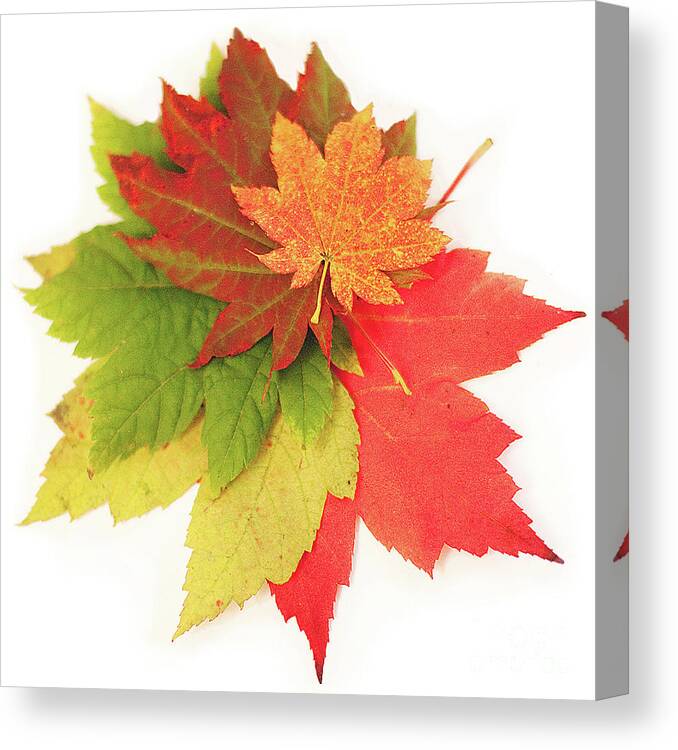 Five Objects Canvas Print featuring the photograph Leaves by Suzanne Puttman Photography