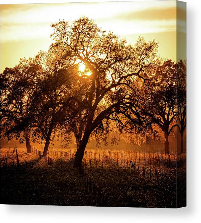 Photography Canvas Print featuring the photograph Let There Be Light by Lance Kuehne