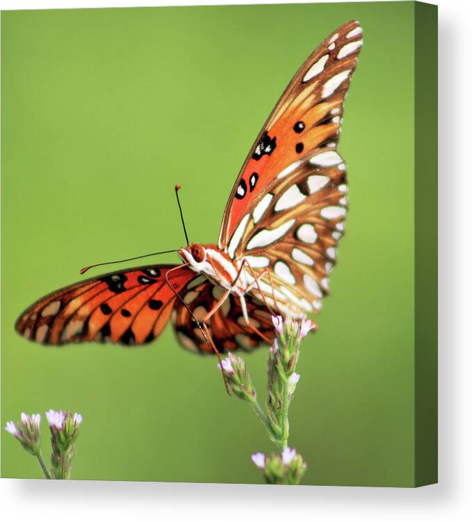 Butterfly Canvas Print featuring the photograph Life in Balance by Michael Allard
