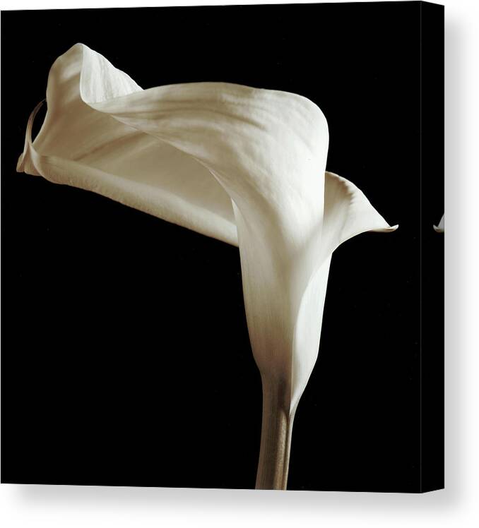 Flowers Canvas Print featuring the photograph Lily by Michael Harrison