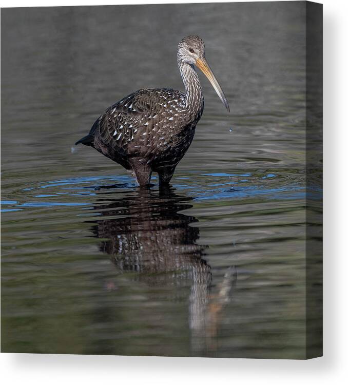 Limpkin Canvas Print featuring the photograph Limpkin by Ken Stampfer