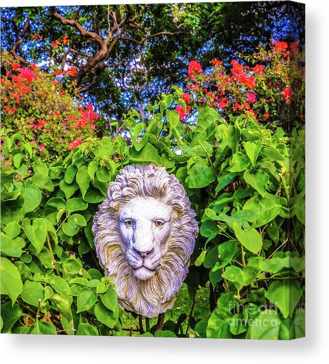 Lion Canvas Print featuring the photograph Lion In The Garden by D Davila