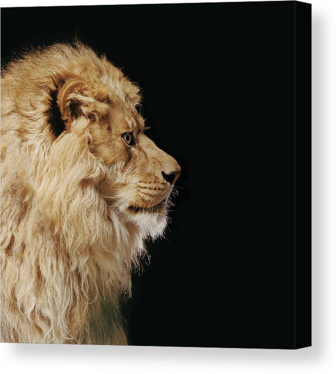 Male Animal Canvas Print featuring the photograph Lion Profile by Gk Hart/vicky Hart