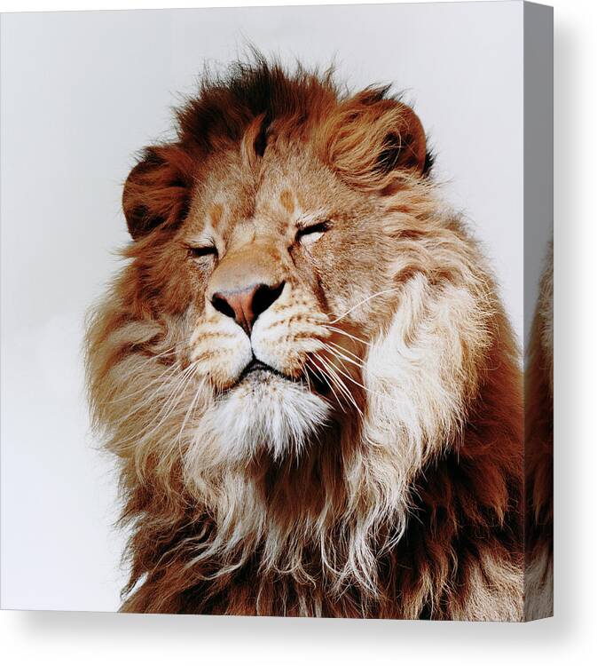White Background Canvas Print featuring the photograph Lion With Eyes Closed by Gk Hart/vicky Hart