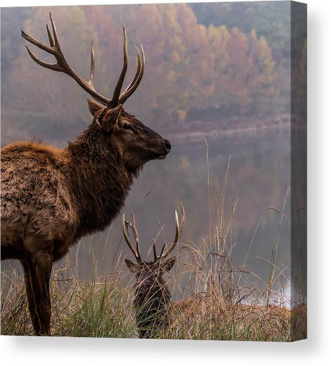 Lone Elk Park Canvas Print featuring the photograph Long Live the King by Holly Ross