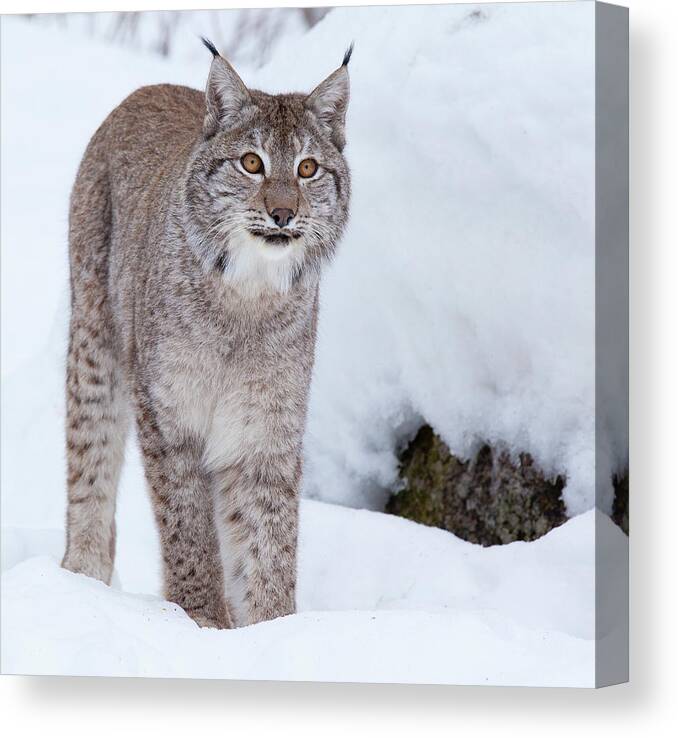 Snow Canvas Print featuring the photograph Lynxin Snow by Www.wm Artphoto.se