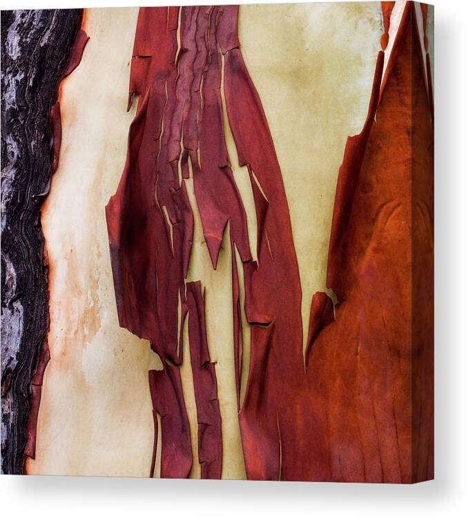 Carol Leigh Canvas Print featuring the photograph Madrone Tree Bark 03 by Carol Leigh