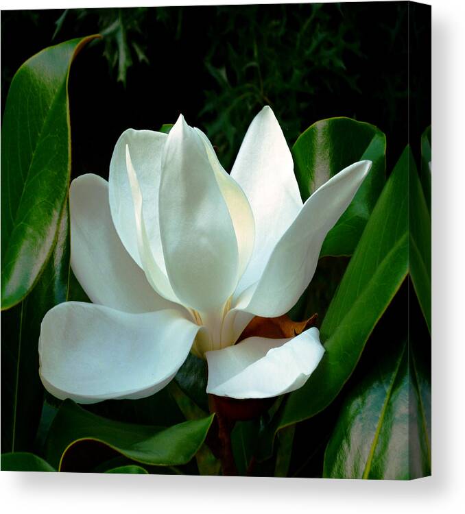 Southern Magnolia Canvas Print featuring the photograph Magnolia Closeup Bright Squared by Mike McBrayer