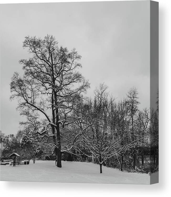 Black & White Canvas Print featuring the photograph Majestic Trees in Snow by Liz Albro