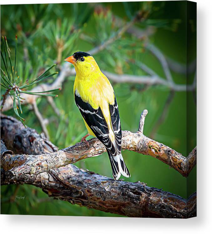 Bird Canvas Print featuring the photograph Male American Goldfinch by Fred J Lord