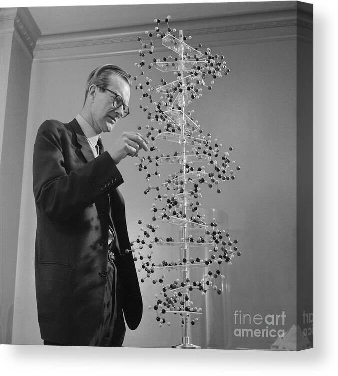 Following Canvas Print featuring the photograph Maurice Wilkins Studying Dna Molecular by Bettmann