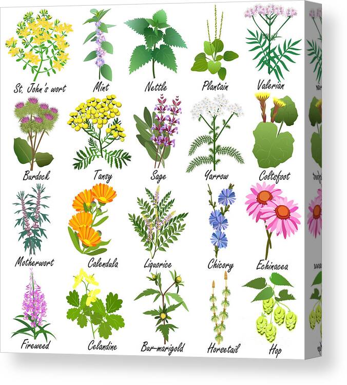 Medical Canvas Print featuring the digital art Medicinal And Healing Herbs Collection by Tatiana Liubimova