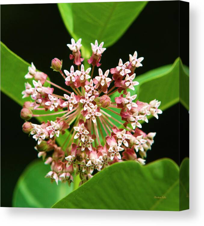 Milkweed Canvas Print featuring the photograph Milkweed Flower by Christina Rollo