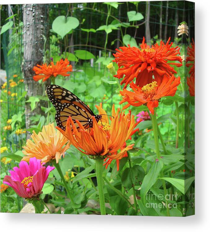 Monarch Canvas Print featuring the photograph Monarch and Zinnia 3 by Amy E Fraser