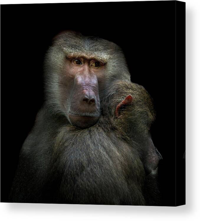 Animal Canvas Print featuring the photograph Monkeys by Vitor Martins