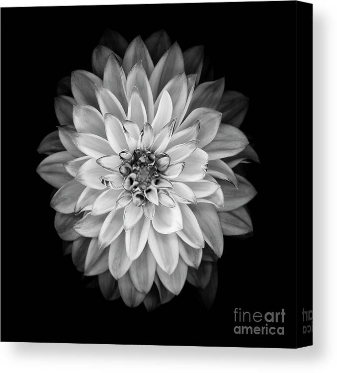 Black Color Canvas Print featuring the photograph Monochrome Dahlia Isolated On A Black by Ogphoto