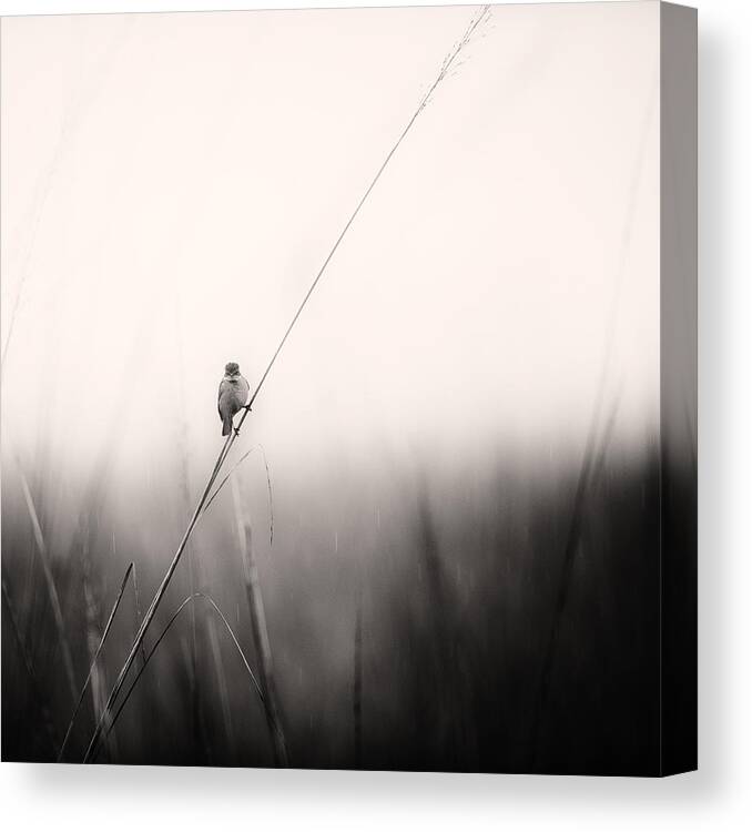 Wildlife Canvas Print featuring the photograph Monsoon Melodies by Swapnil.