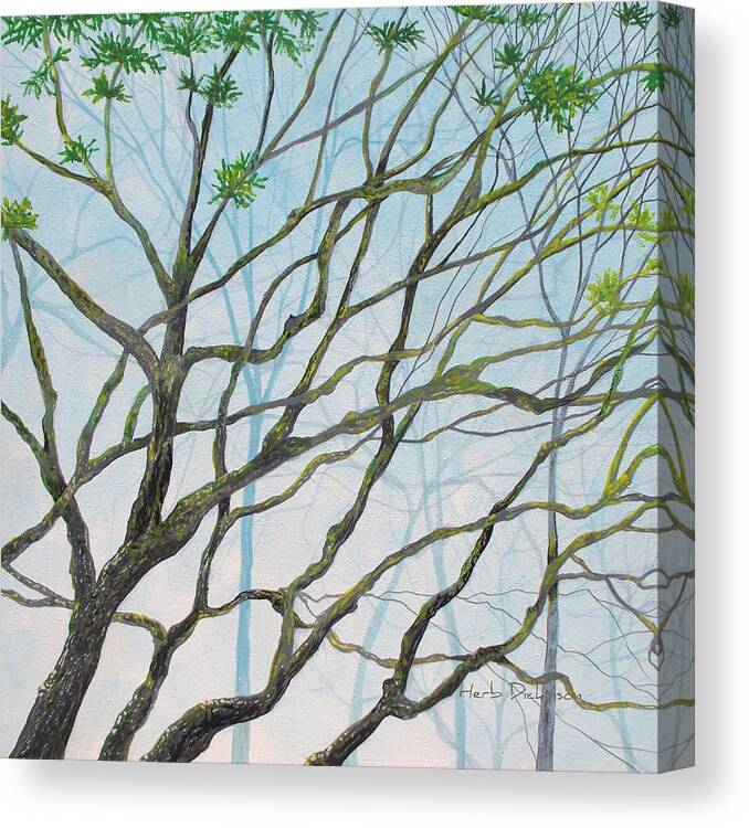 Impressionist Paintings Canvas Print featuring the painting Mossy Tree Vies by Herb Dickinson