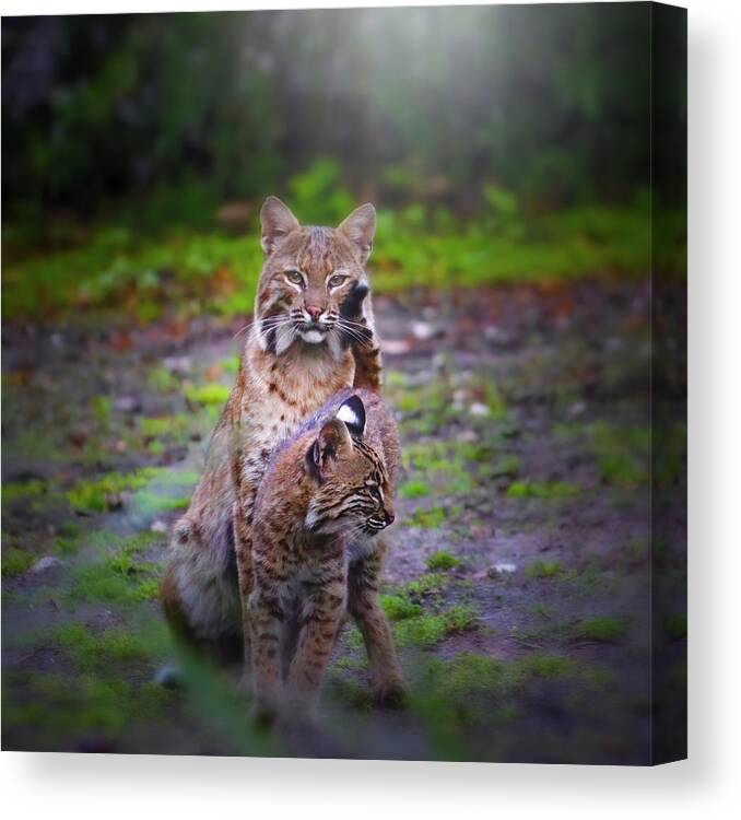 Bobcat Canvas Print featuring the photograph Mother Bobcat and Kitten by Mark Andrew Thomas