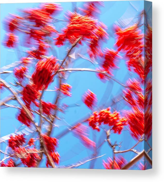 Icm Canvas Print featuring the photograph Mountain Ash Tree with Berries in Very Strong Wind by Dutch Bieber