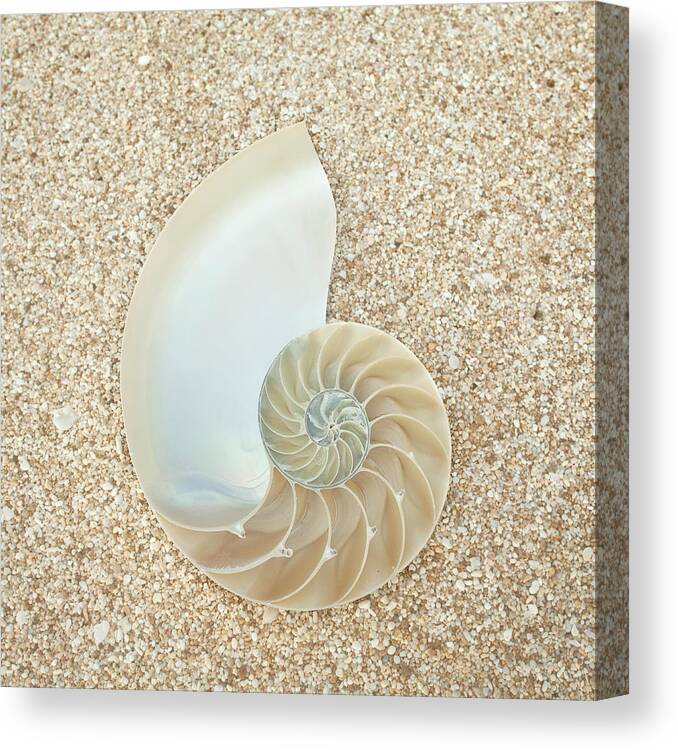 Scenics Canvas Print featuring the photograph Nautilus Shell On Sand by Siri Stafford