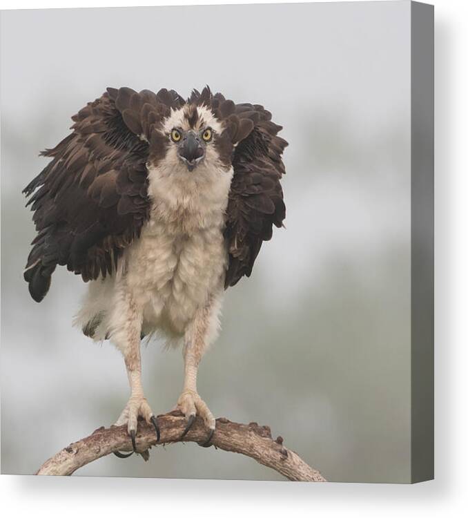 Osprey Canvas Print featuring the photograph Nervous To Fly Today !!!! by Alfred Forns