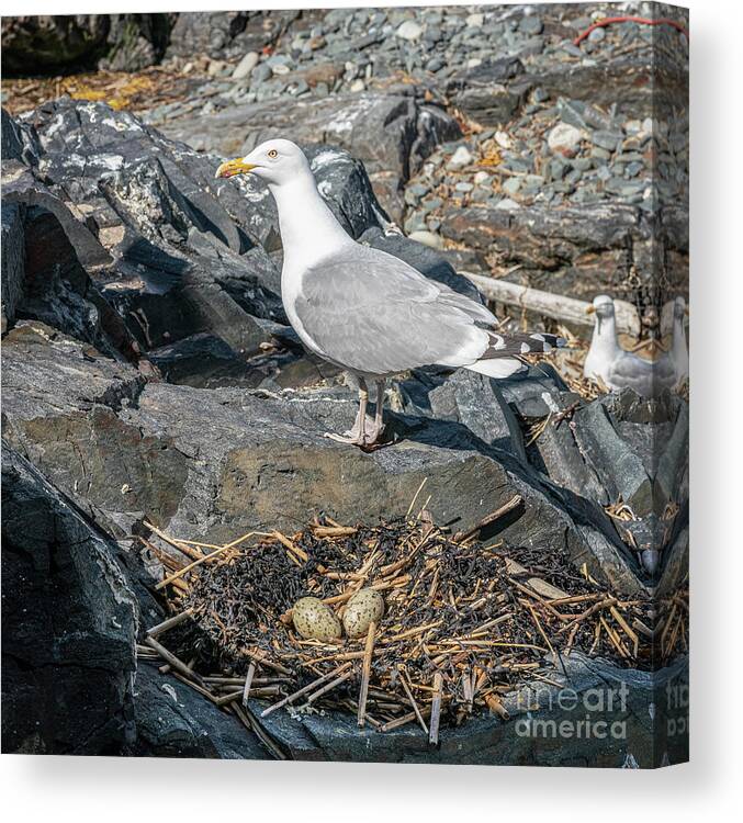 2019 Canvas Print featuring the photograph Nesting Gull at Halfway Rock in Casco Bay by Craig Shaknis
