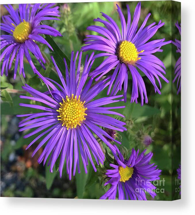 New England Aster Canvas Print featuring the photograph New England Aster 17 by Amy E Fraser