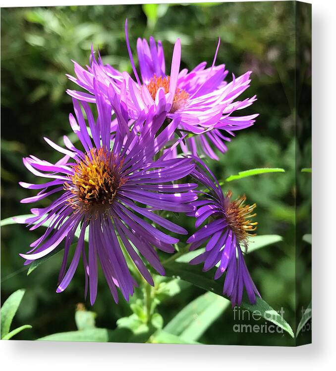 New England Aster Canvas Print featuring the photograph New England Aster 8 by Amy E Fraser