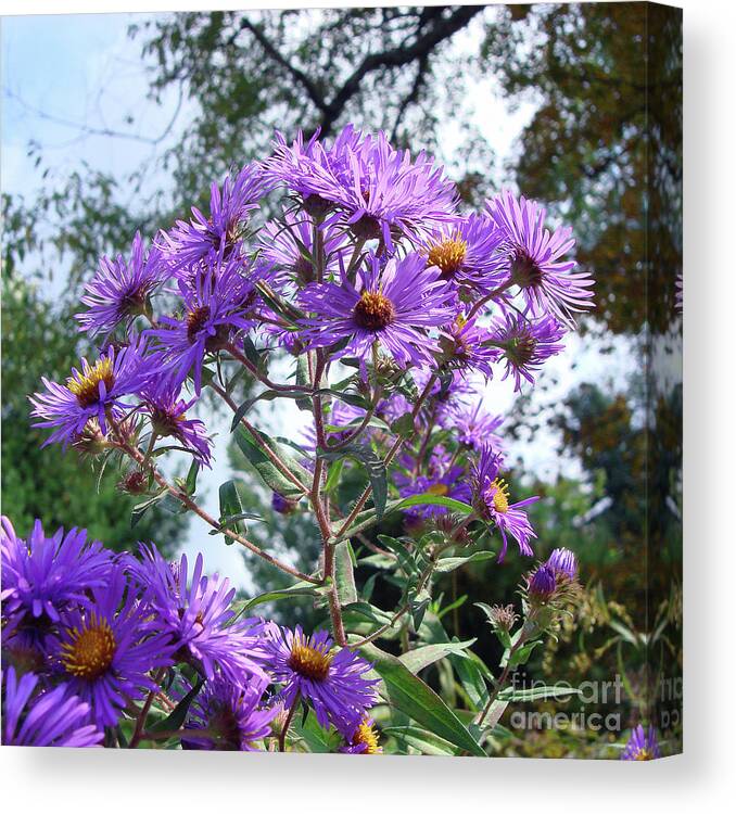New England Aster Canvas Print featuring the photograph New England Aster 9 by Amy E Fraser