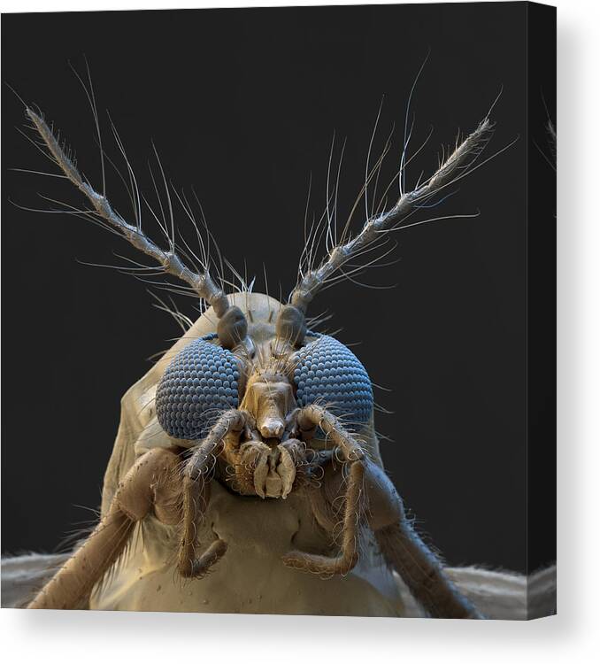 Animal Canvas Print featuring the photograph Nonbiting Midge, Chironomidae Sp., Sem by Meckes/ottawa