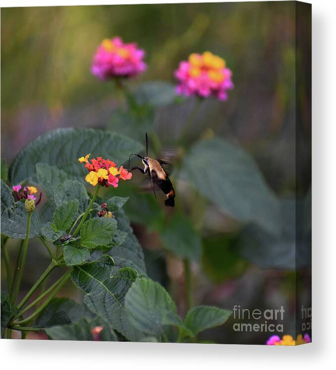 Pictures Of Insects Canvas Print featuring the photograph Not A Hummer But A Moth by Skip Willits