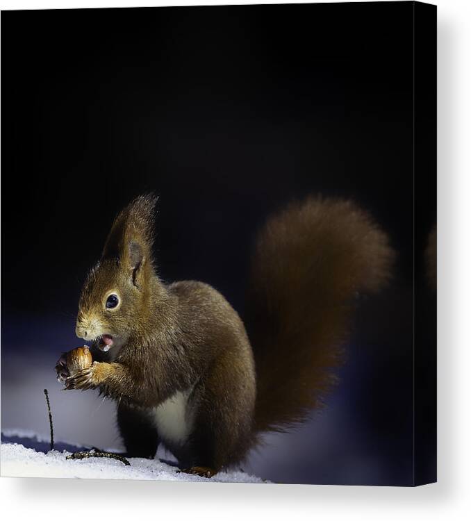 Squirrel Canvas Print featuring the photograph Nuts by Hannes Bertsch