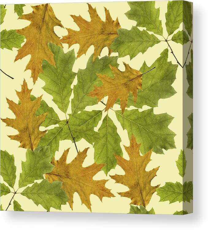 Fall Leaves Canvas Print featuring the mixed media Oak Leaves Pattern by Christina Rollo
