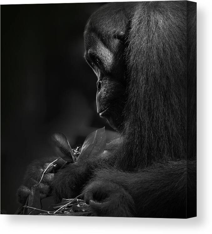  Canvas Print featuring the photograph Orangutan by Twee Liang Wong