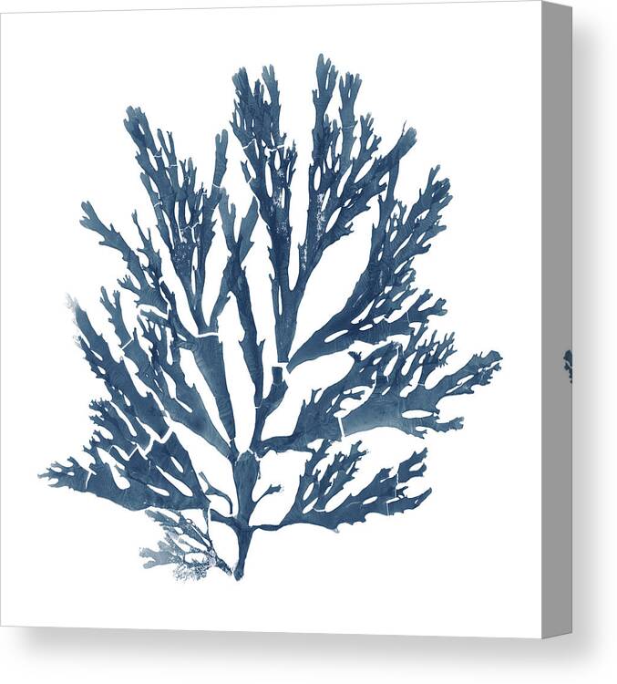Beaches Canvas Print featuring the painting Pacific Sea Mosses Blue On White I by Wild Apple Portfolio