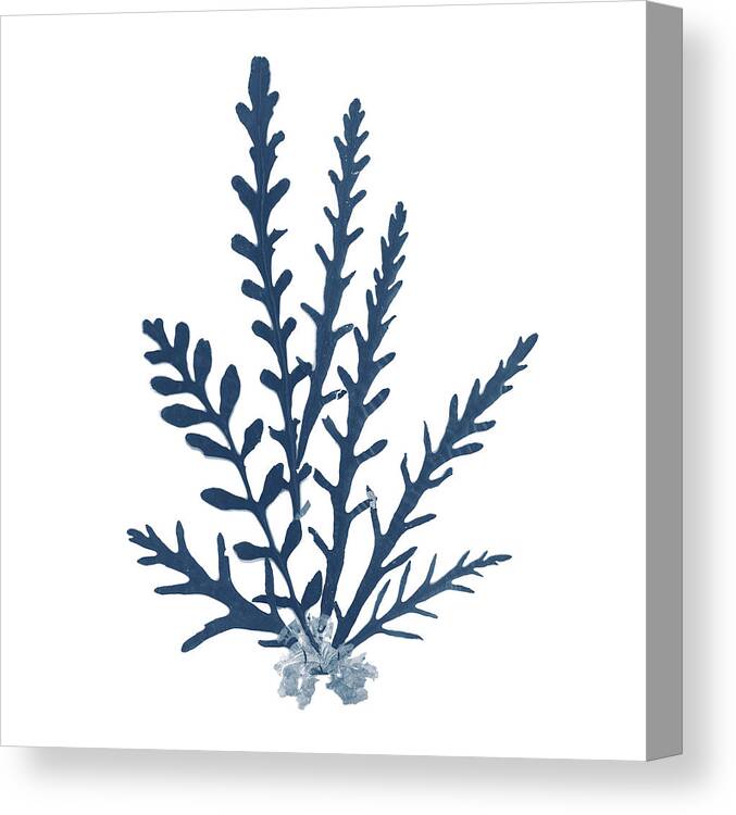 Beaches Canvas Print featuring the painting Pacific Sea Mosses Blue On White IIi by Wild Apple Portfolio