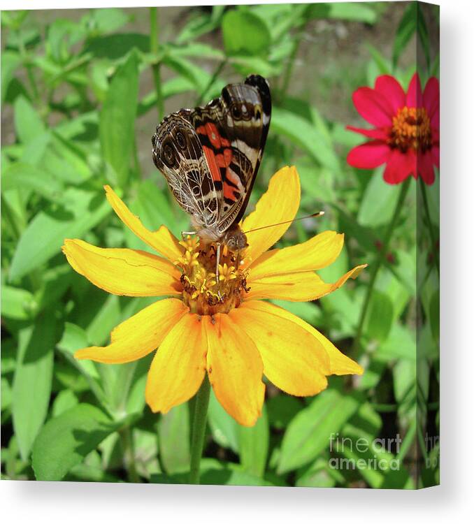 Painted Lady Canvas Print featuring the photograph Painted Lady and Zinnia 4 by Amy E Fraser