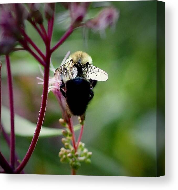 Bee Canvas Print featuring the photograph Peaceful Dining by Alida M Haslett