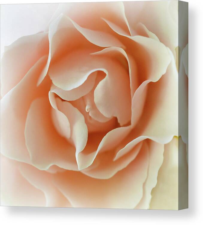 Peach Canvas Print featuring the photograph Peach Curls by Michelle Wermuth