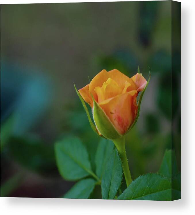 Rose Canvas Print featuring the photograph Peach Rose 2 by C Winslow Shafer