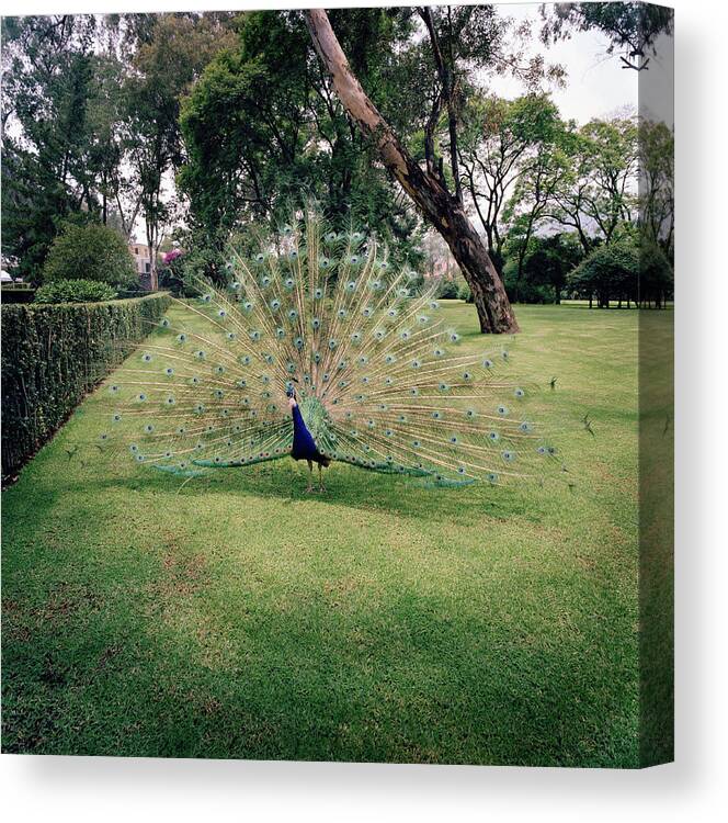 Mexico City Canvas Print featuring the photograph Peacock Showing Feathers by Richard Ross