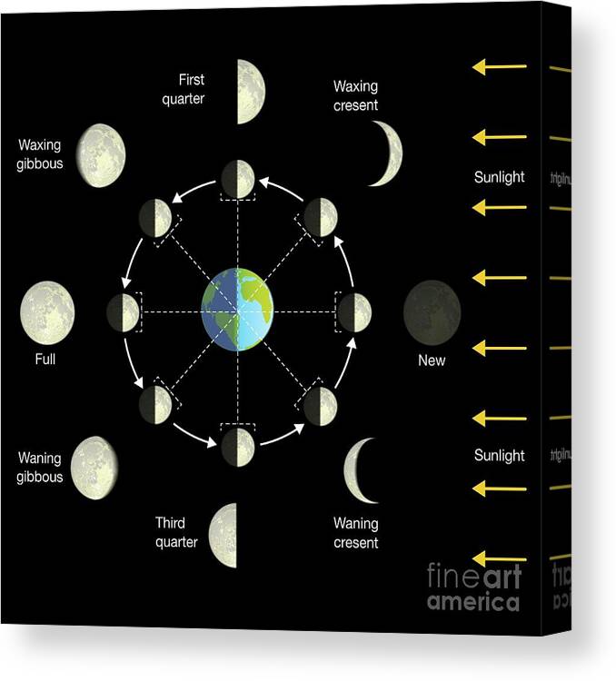 Artwork Canvas Print featuring the photograph Phases Of The Moon by Science Photo Library